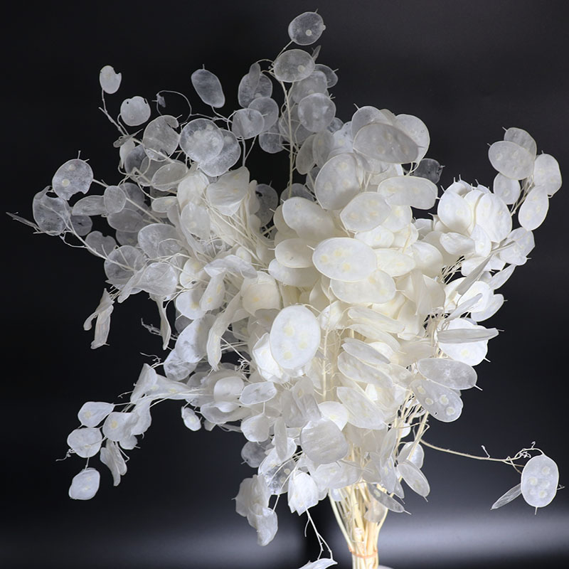Eucalyptus Preserved - Flores Lunaria preservadas para arranjo de