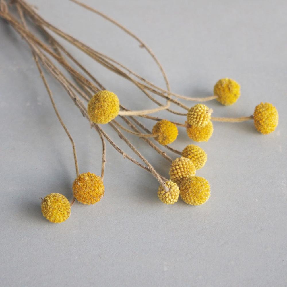 Dried Flower Bunch - Buquês de flores de Craspedia secas