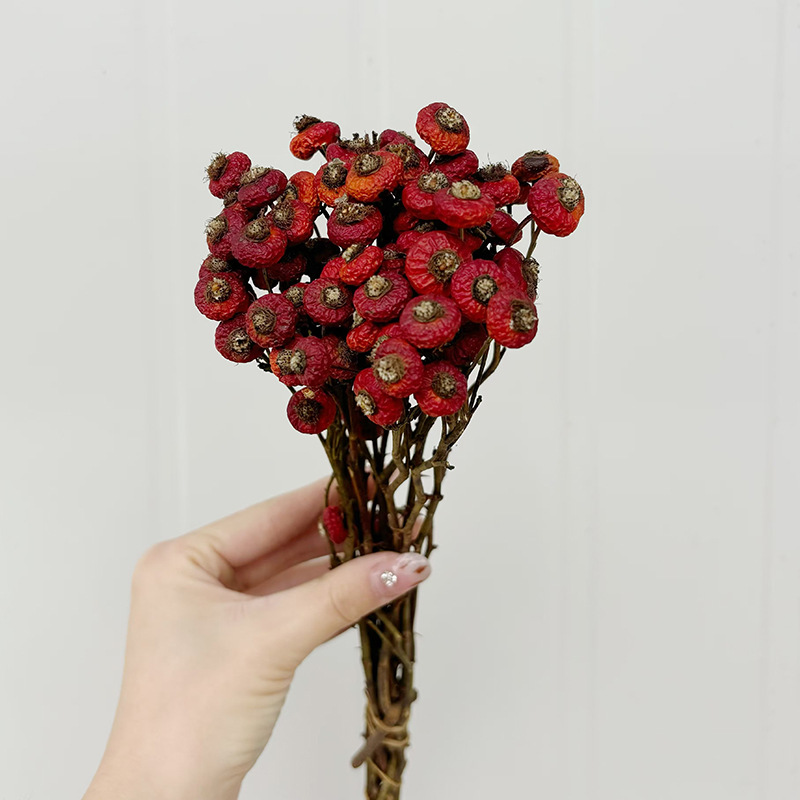 10 Unidades/Conjunto de Flores - Dried Flower Bunch avaliação e preço