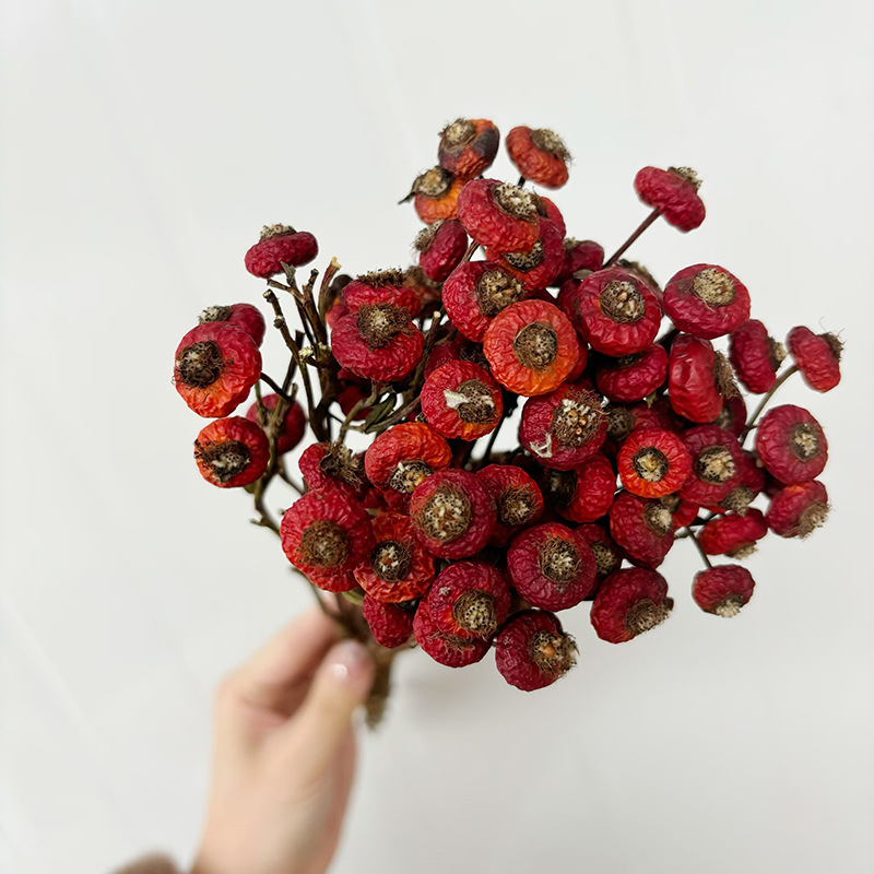 10 Unidades/Conjunto de Flores - Dried Flower Bunch avaliação e preço