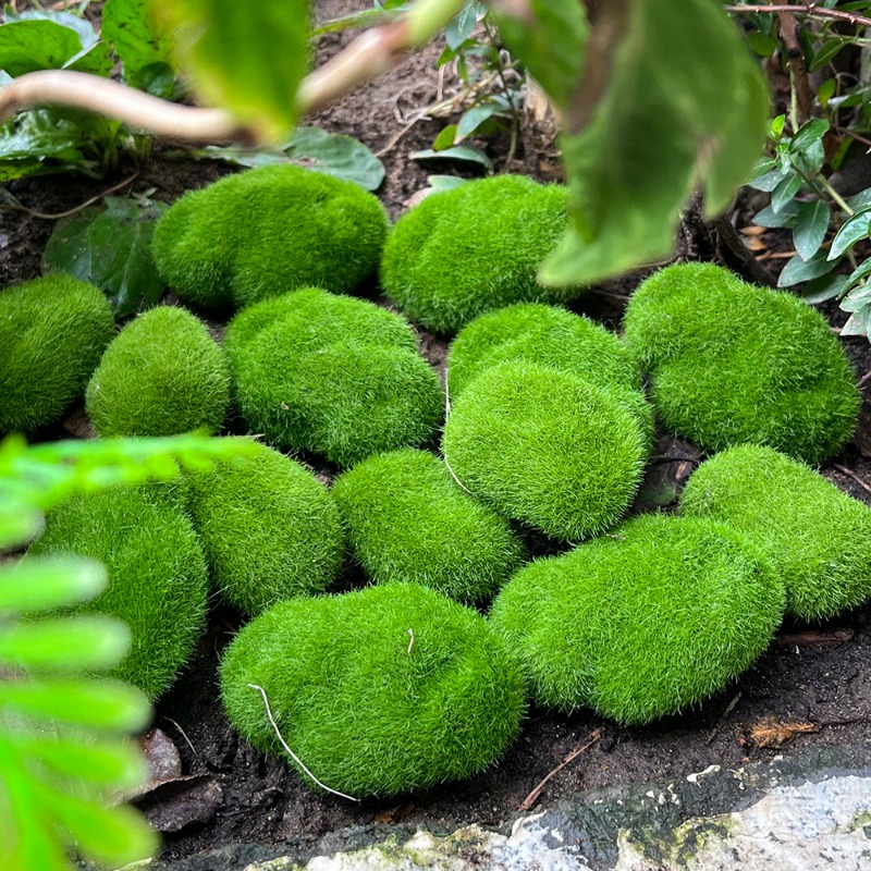 100/5 Peças de Pedras de Musgo - Preserved Moss Sheet avaliação e preço