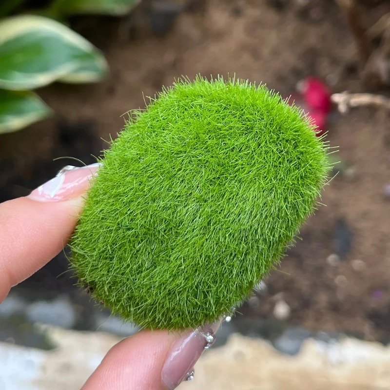 100/5 Peças de Pedras de Musgo - Preserved Moss Sheet avaliação e preço