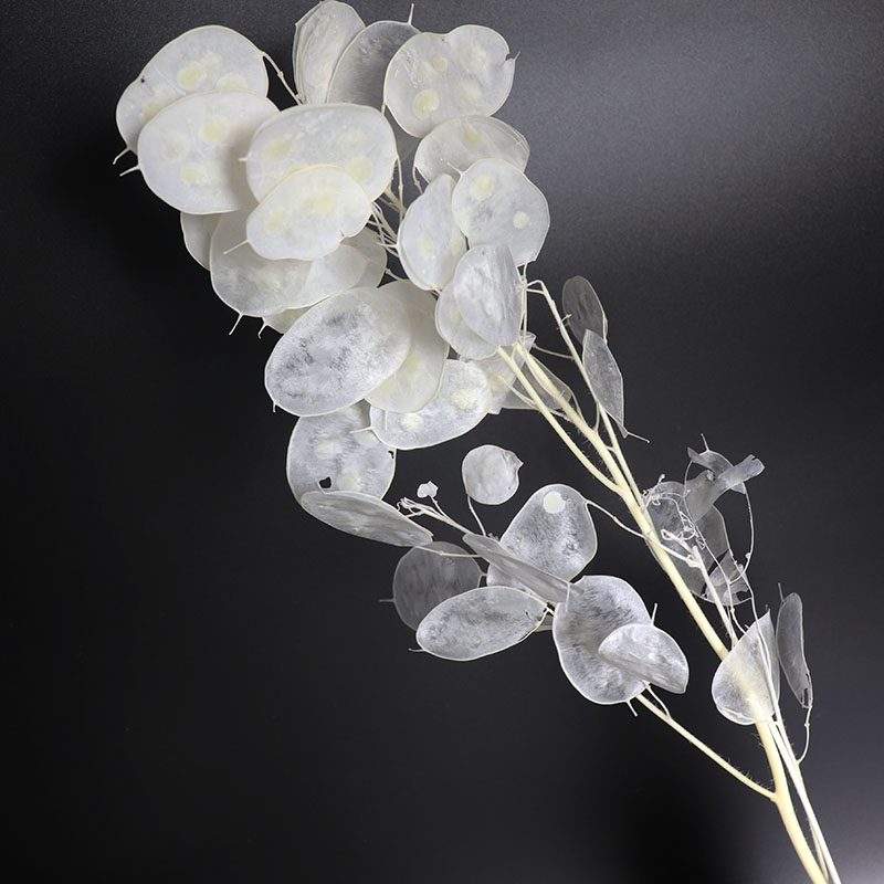 Flores Lunaria preservadas par - Eucalyptus Preserved avaliação e preço