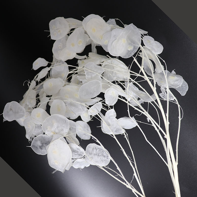 Flores Lunaria preservadas par - Eucalyptus Preserved avaliação e preço