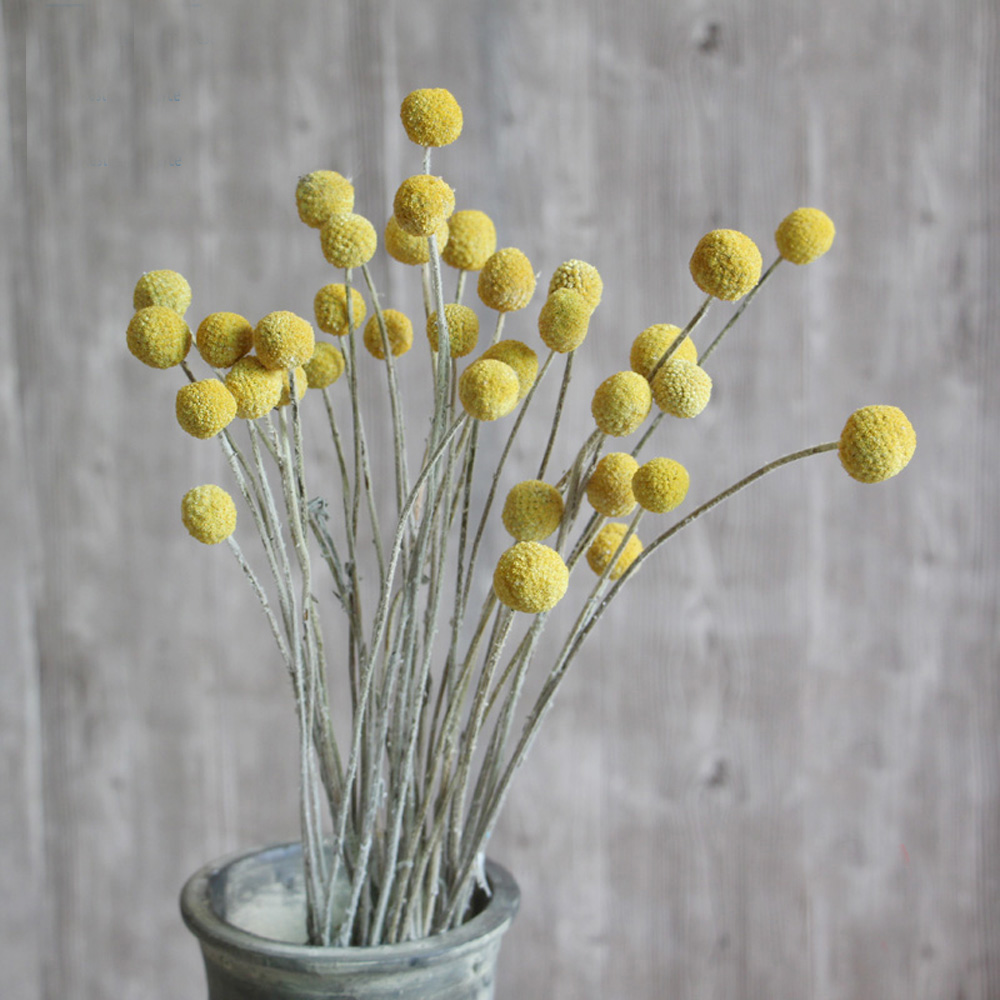 Buquês de flores de Craspedia  - Dried Flower Bunch avaliação e preço