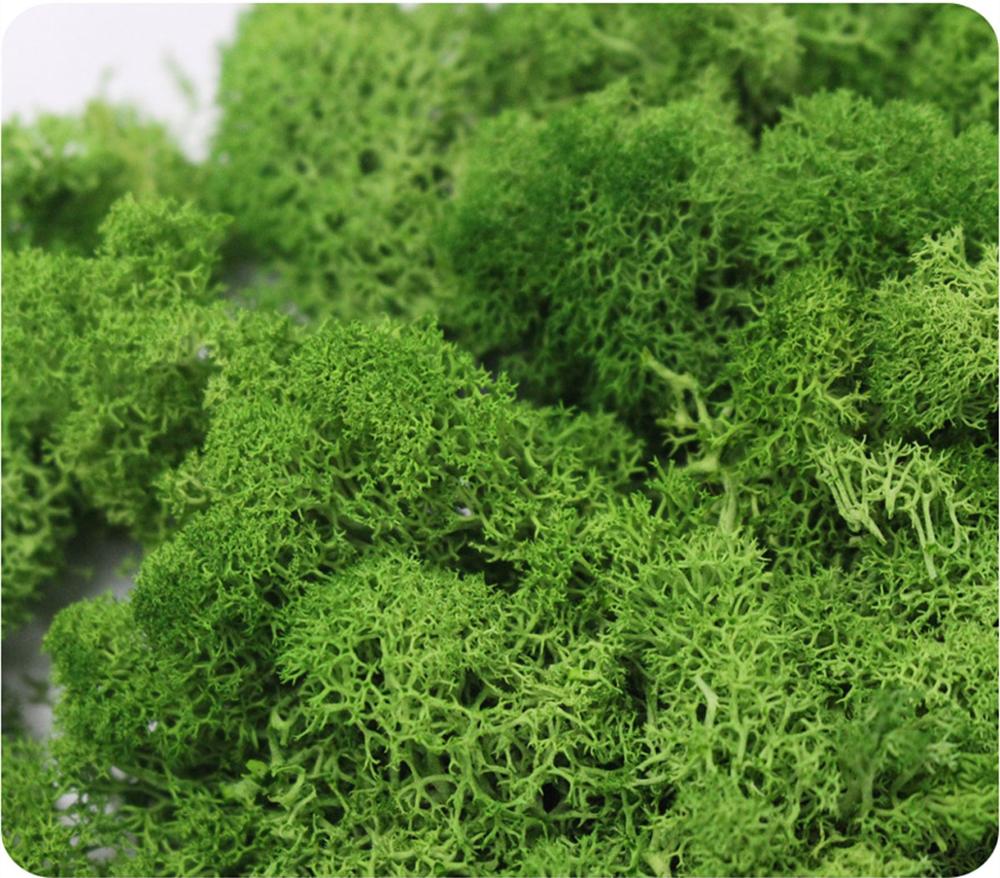 Planta artificial vida eterna  - Preserved Moss Sheet avaliação e preço