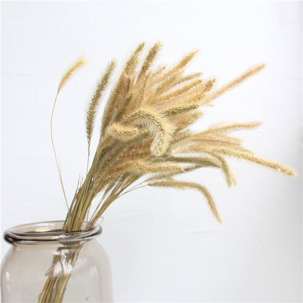 200 peças buquês de lagurus ov - Dried Flower Bunch avaliação e preço