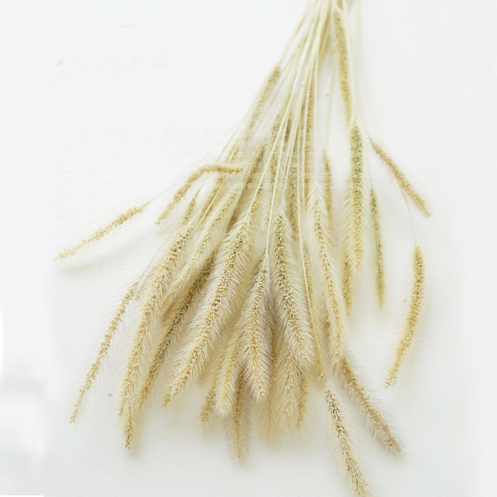 200 peças buquês de lagurus ov - Dried Flower Bunch avaliação e preço